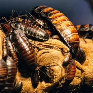 cockroach infestations in Chandigarh