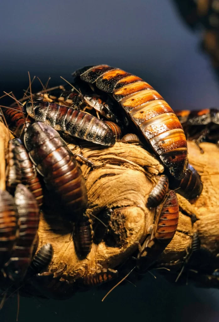 cockroach infestations in Chandigarh